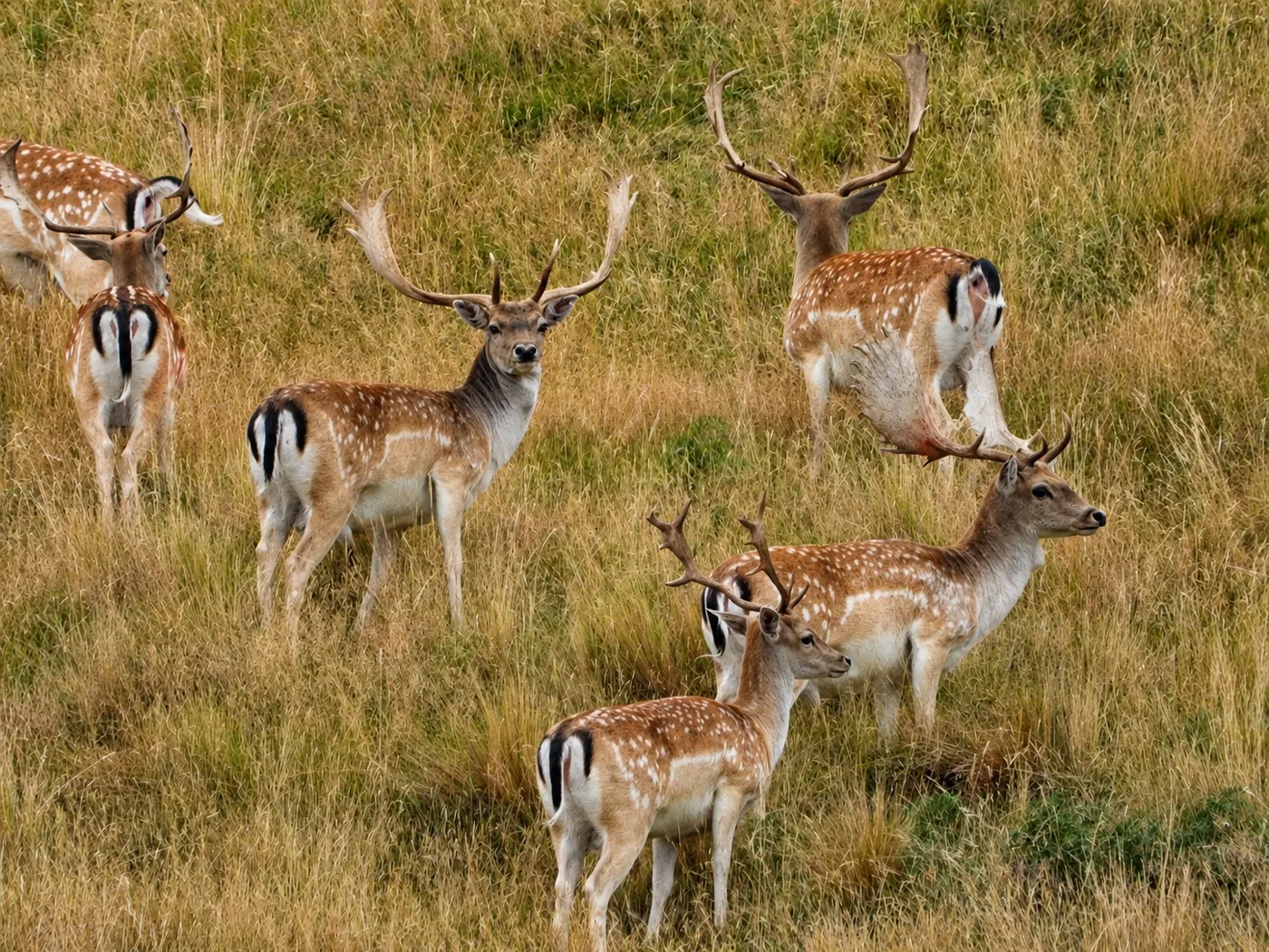 Deer in the high-country tussock