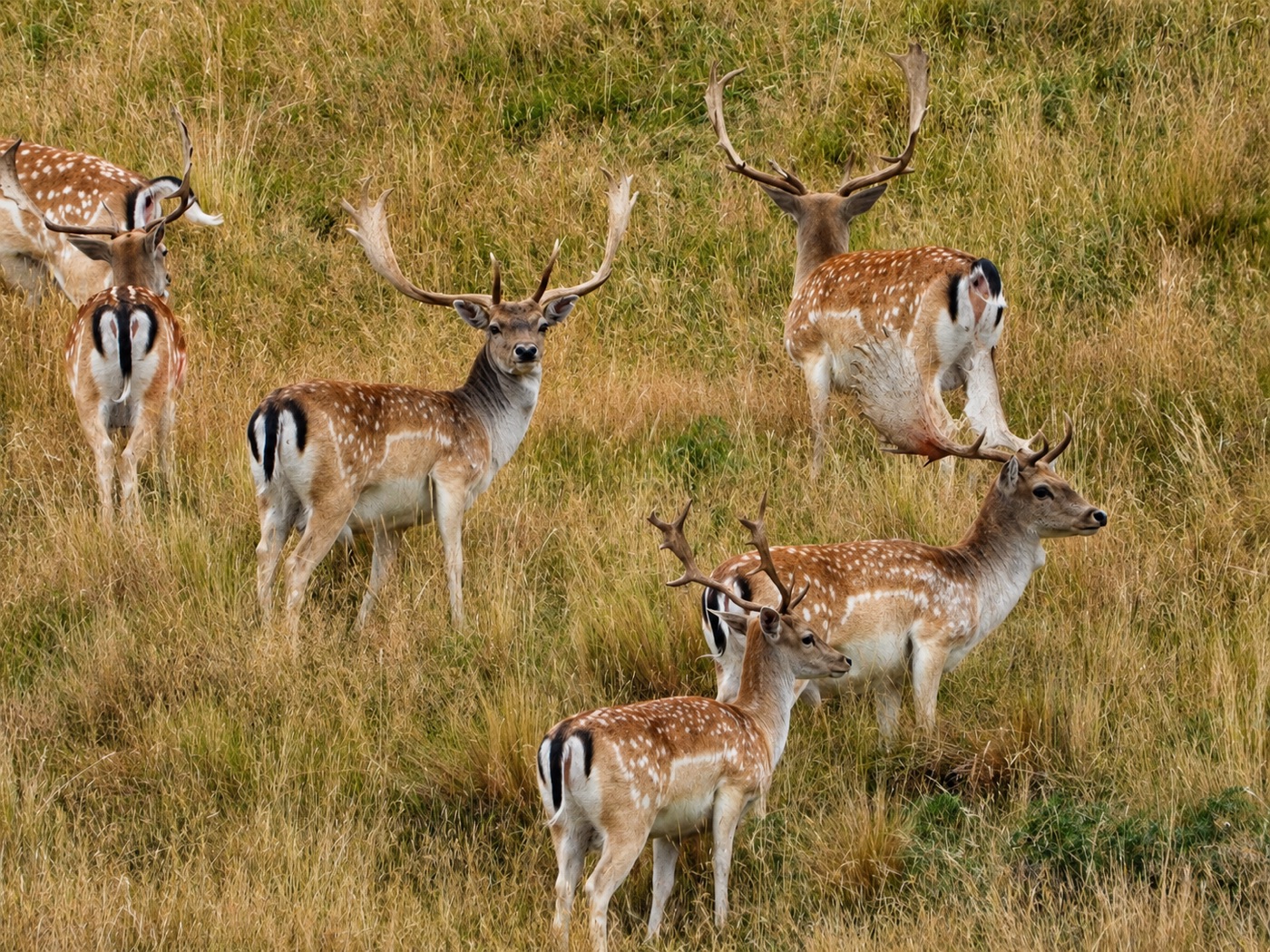 Deer in the high-country tussock