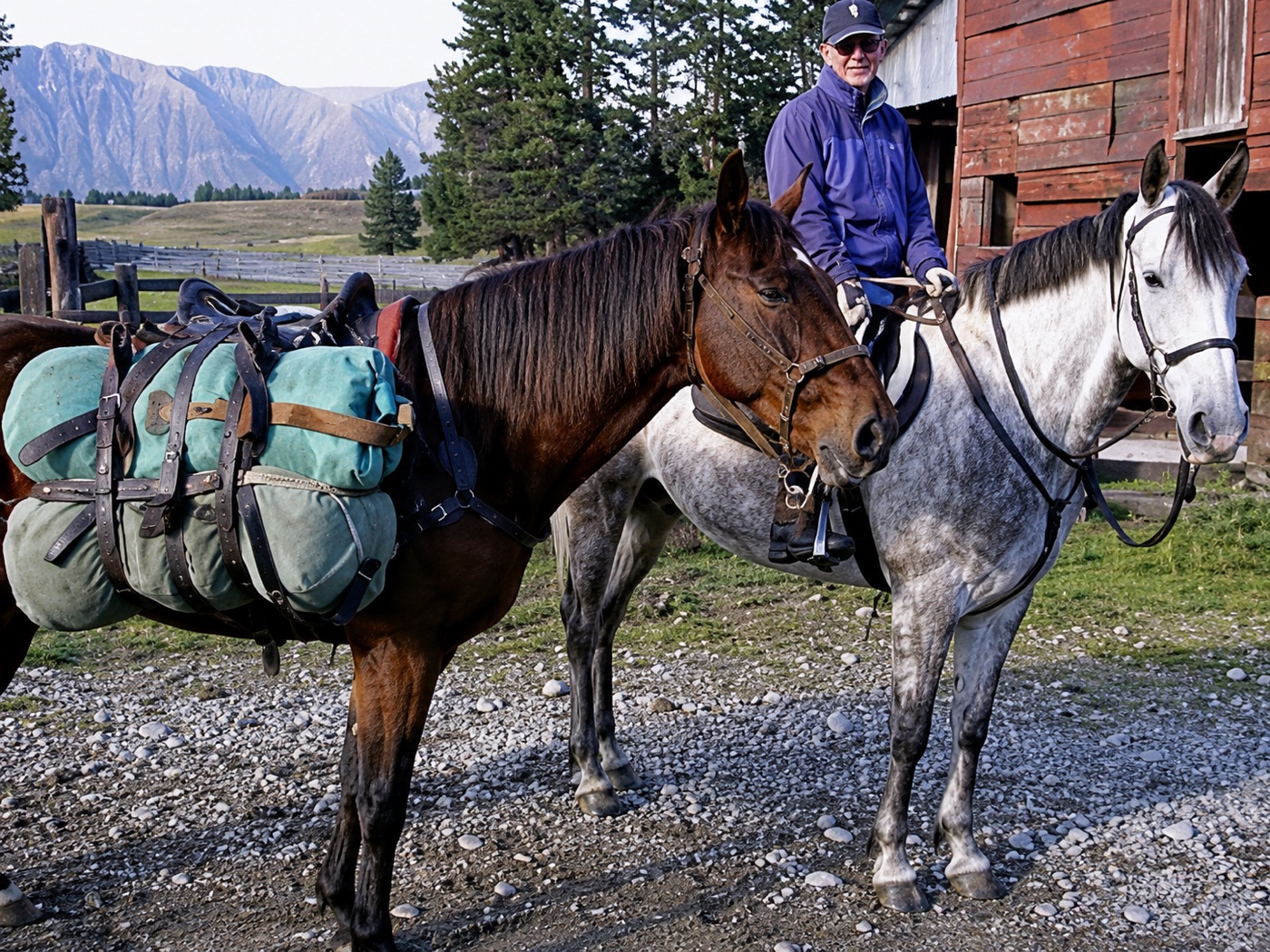 Pack horses ready for a trip up the Rangitata valley
