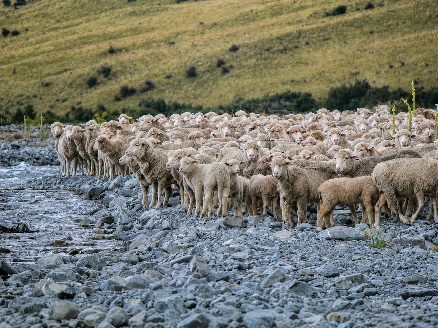 Merino mustered across the braided Rangitata