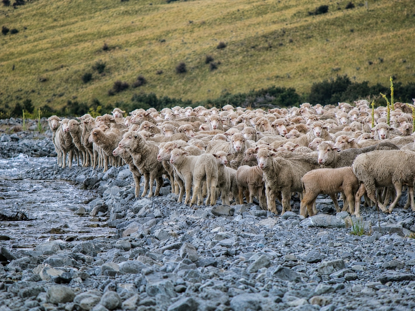 Merino mustered across the braided Rangitata