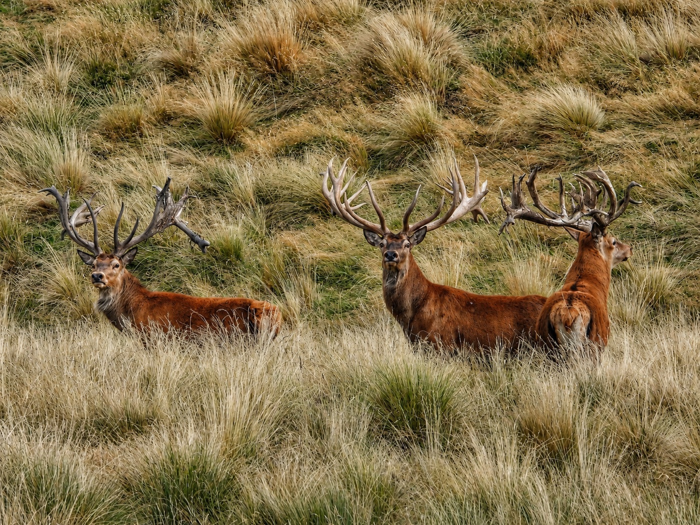 Red stags in the tussock