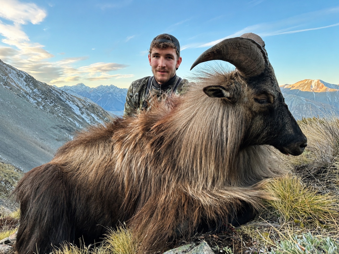 Bull tahr on the rocky tops